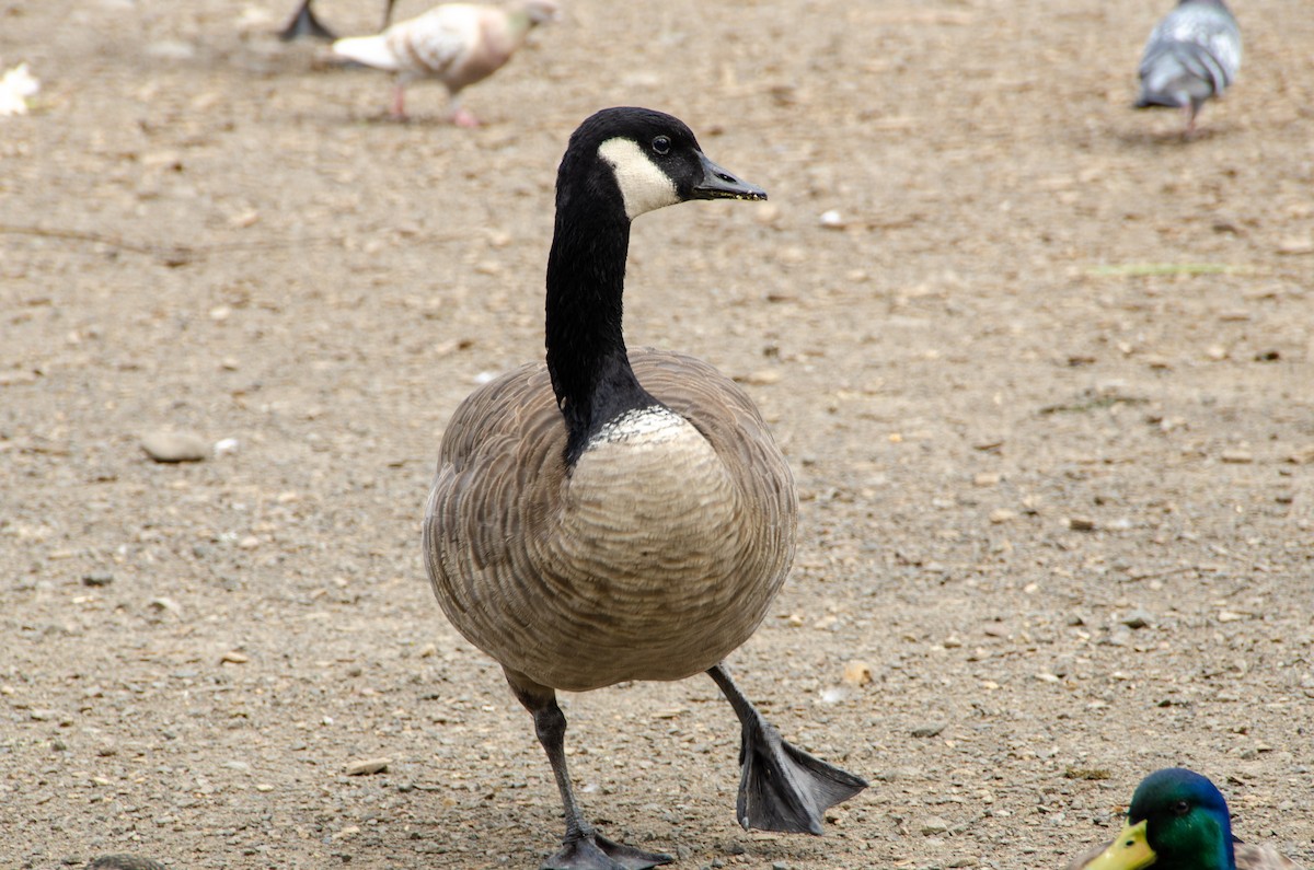 Canada Goose - Connor Wade