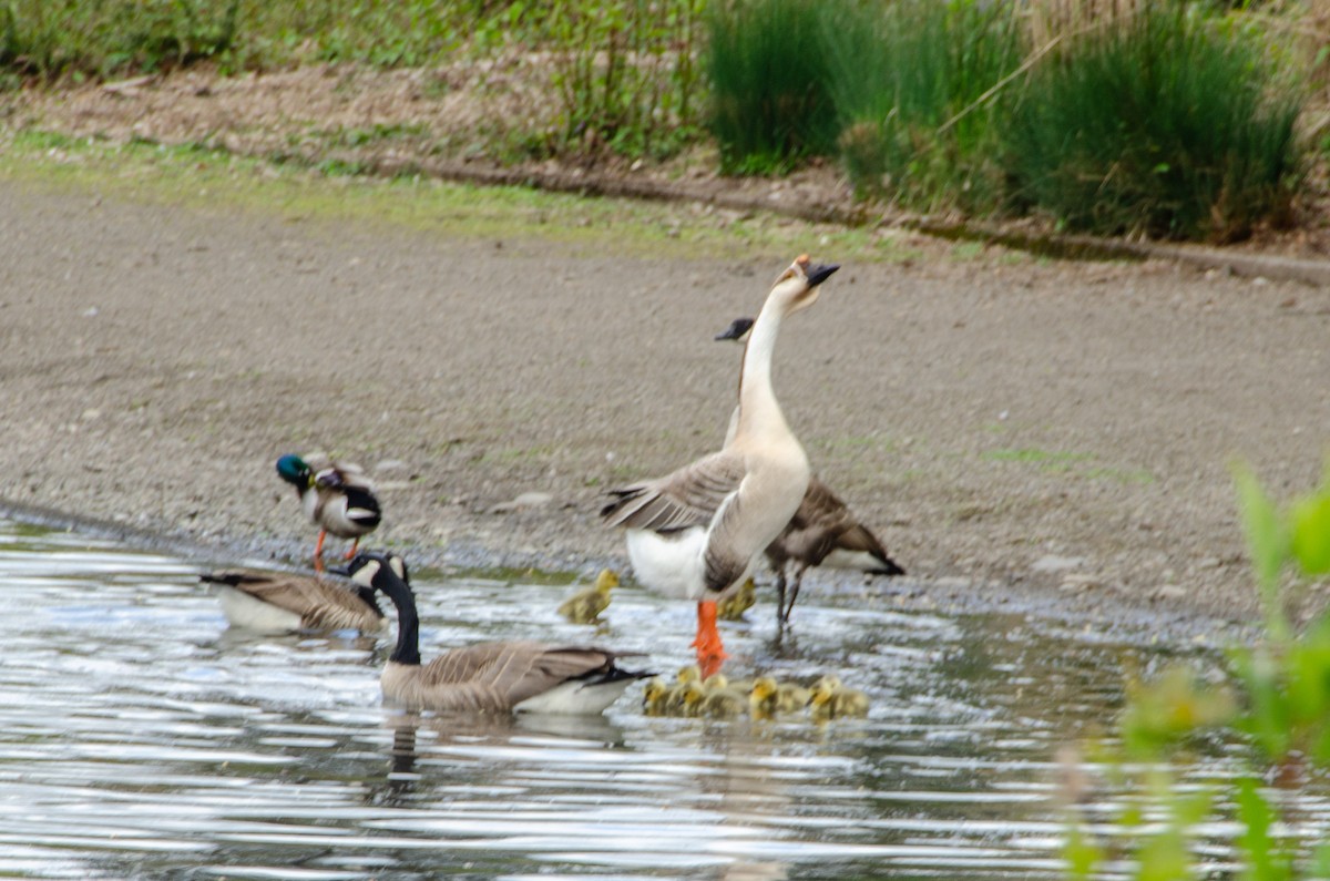 Canada Goose - Connor Wade