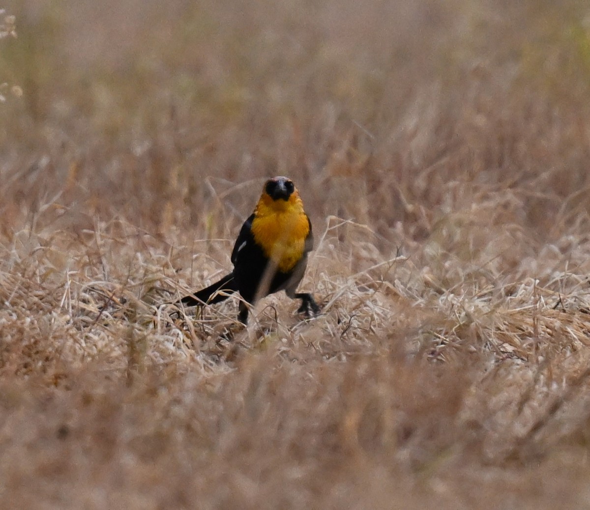 Yellow-headed Blackbird - Andy Reago &  Chrissy McClarren