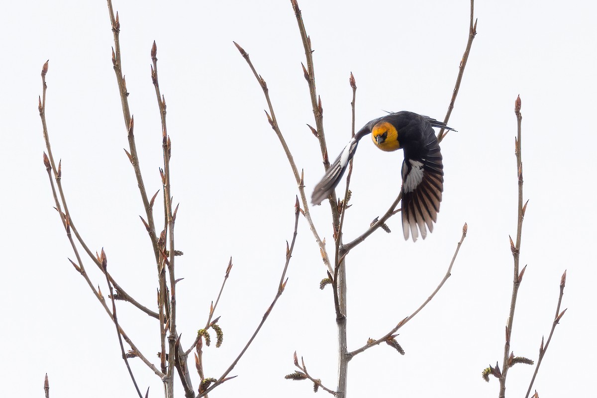 Yellow-headed Blackbird - ML618136853