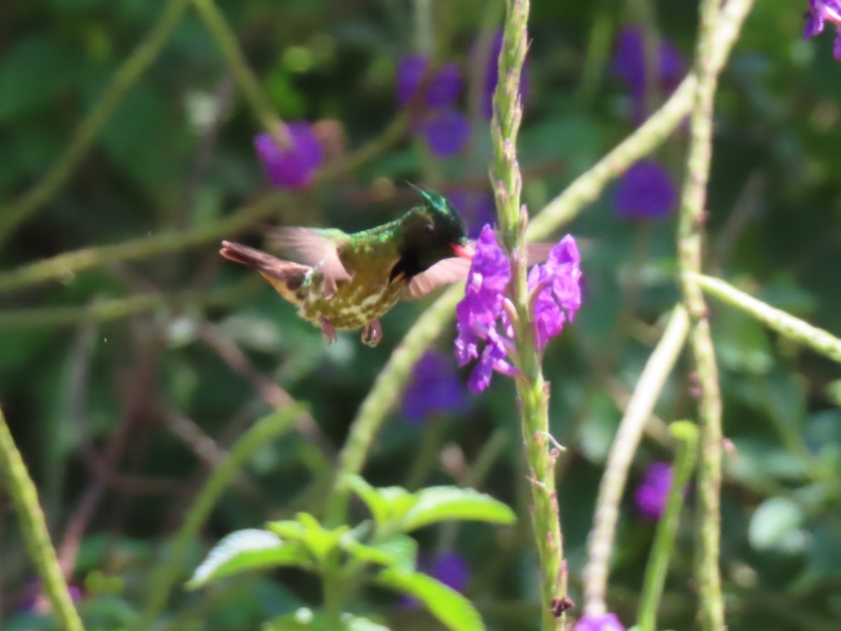 Black-crested Coquette - ML618136855