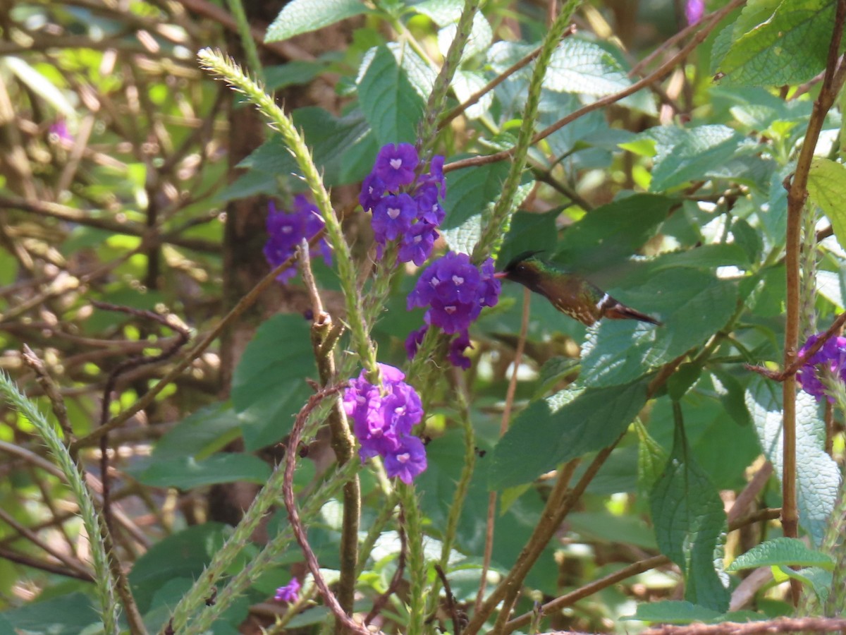 Black-crested Coquette - ML618136861