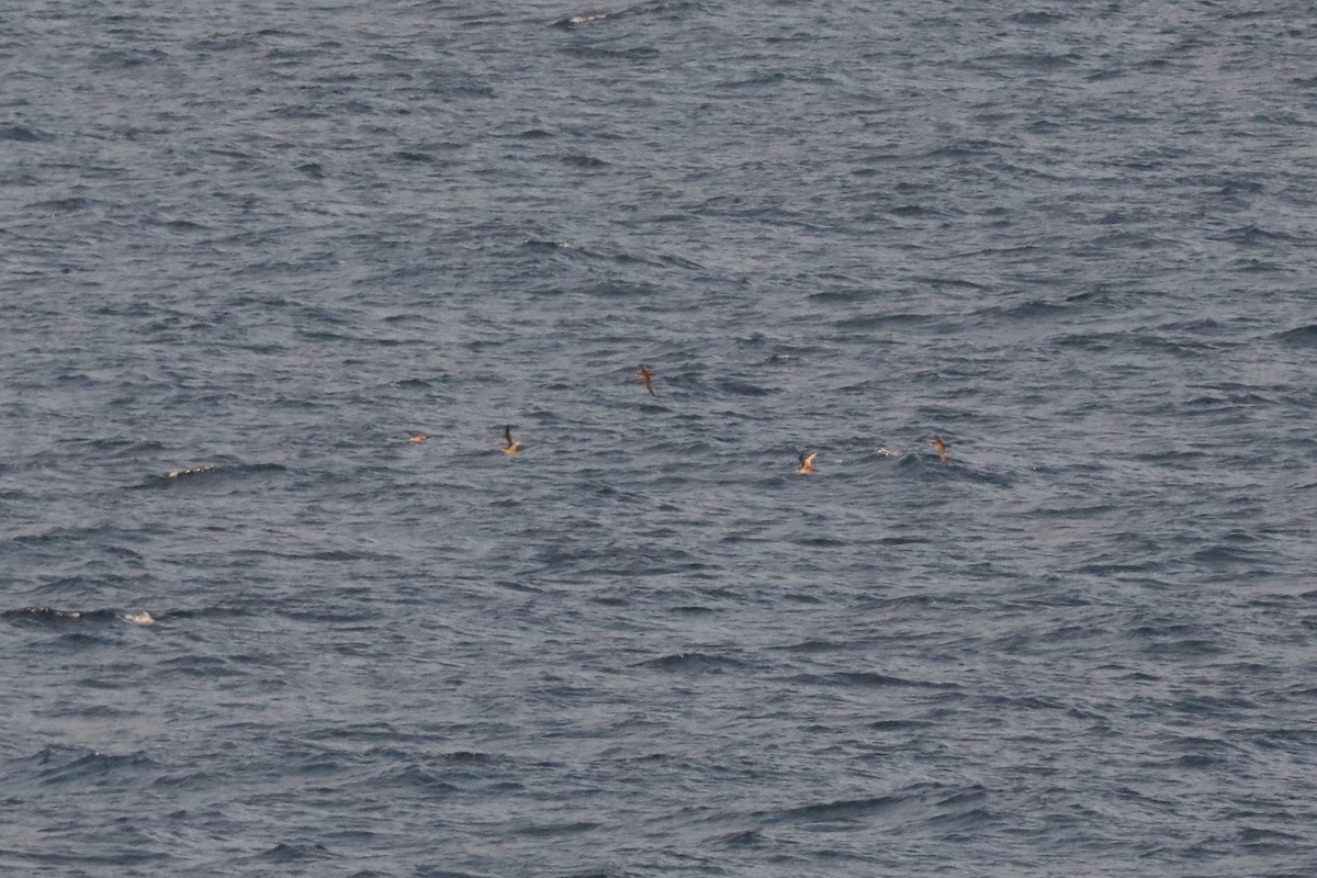 Short-tailed Shearwater - Henry Burton