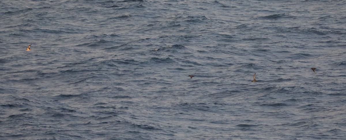 Short-tailed Shearwater - Henry Burton