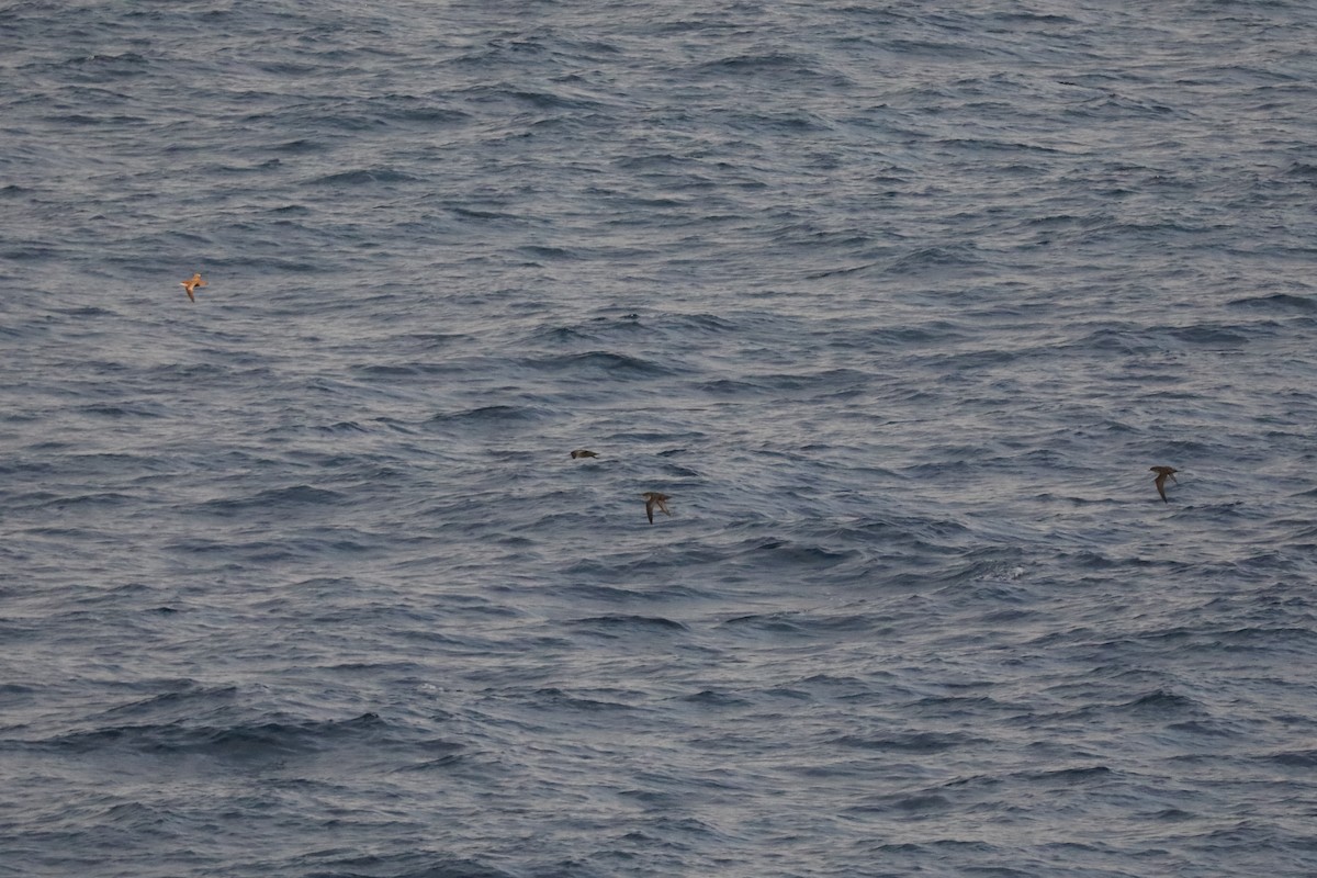 Short-tailed Shearwater - Henry Burton