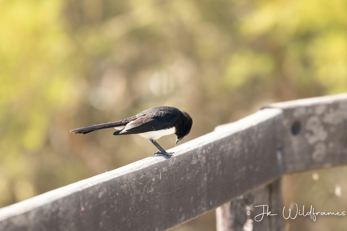 Willie-wagtail - JK Malkoha