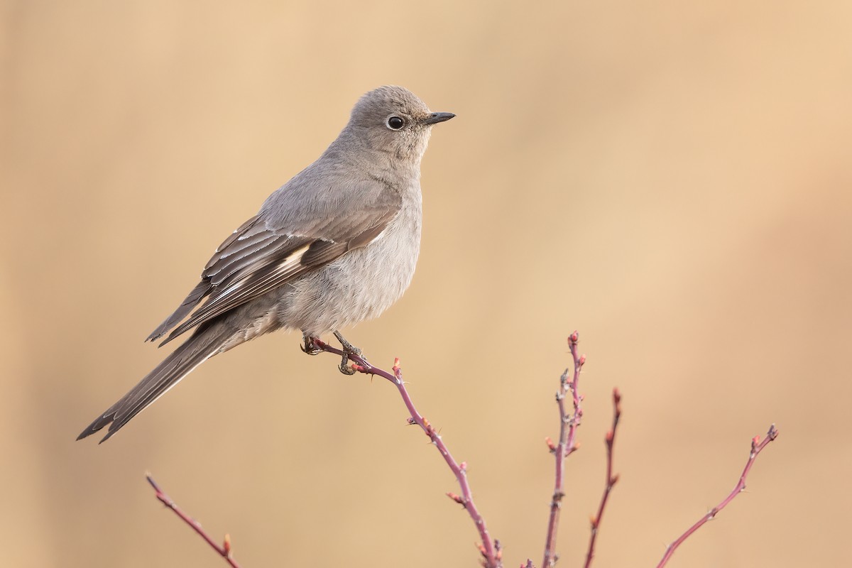 Townsend's Solitaire - Jeff Dyck