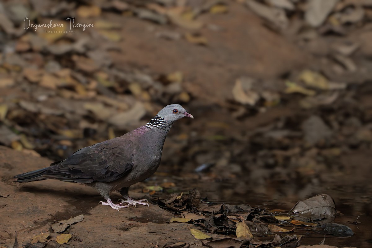 Nilgiri Wood-Pigeon - Prathamesh Desai