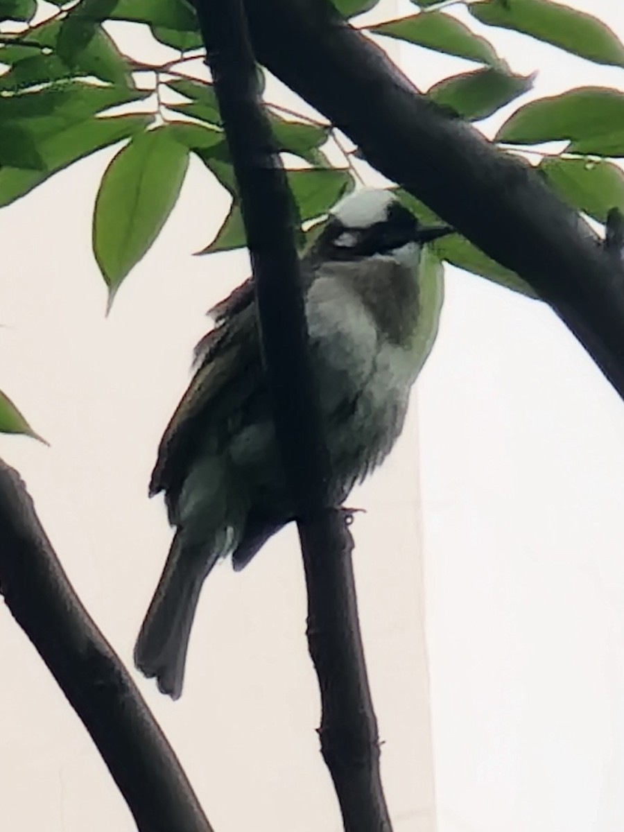 Light-vented Bulbul - Evelyn Huang