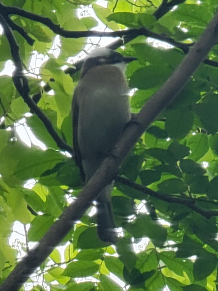 Light-vented Bulbul - Evelyn Huang