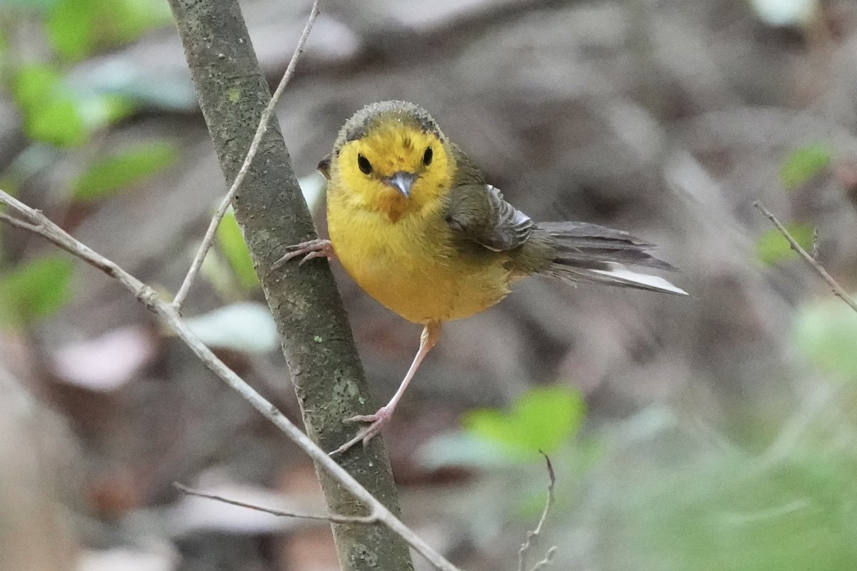 Hooded Warbler - Tom Cassaro