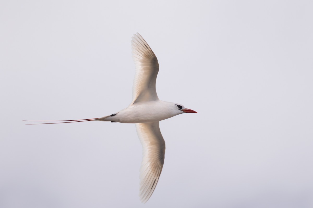 Red-tailed Tropicbird - Roger Kohn