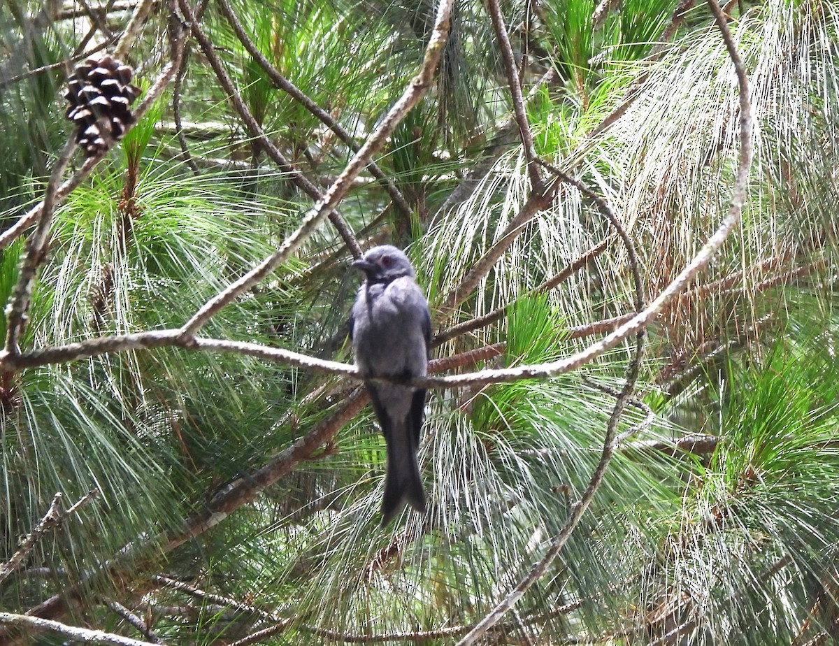 Drongo Cenizo (stigmatops) - ML618136951