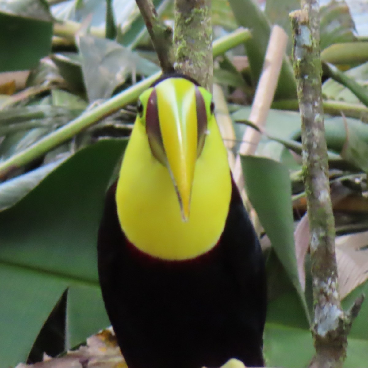 Yellow-throated Toucan - ML618136956