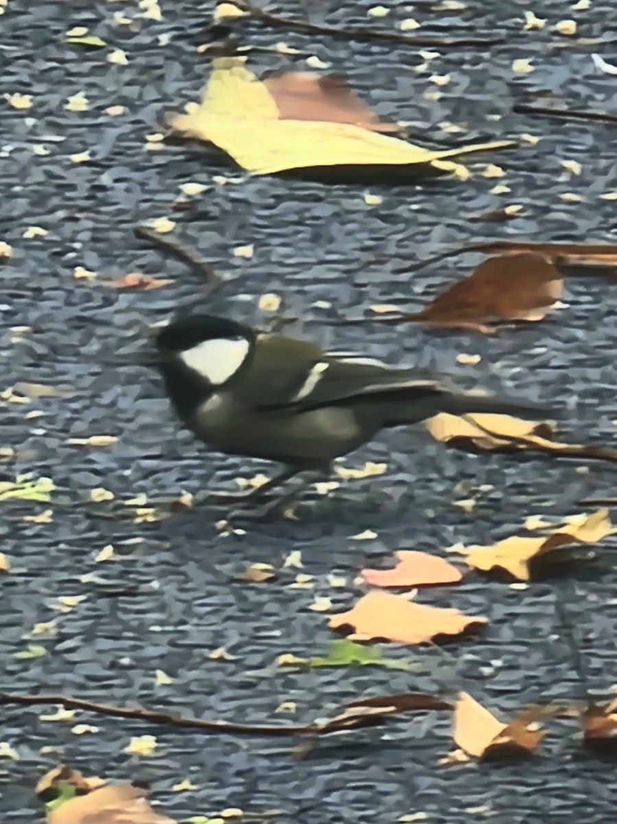 Japanese Tit - Evelyn Huang