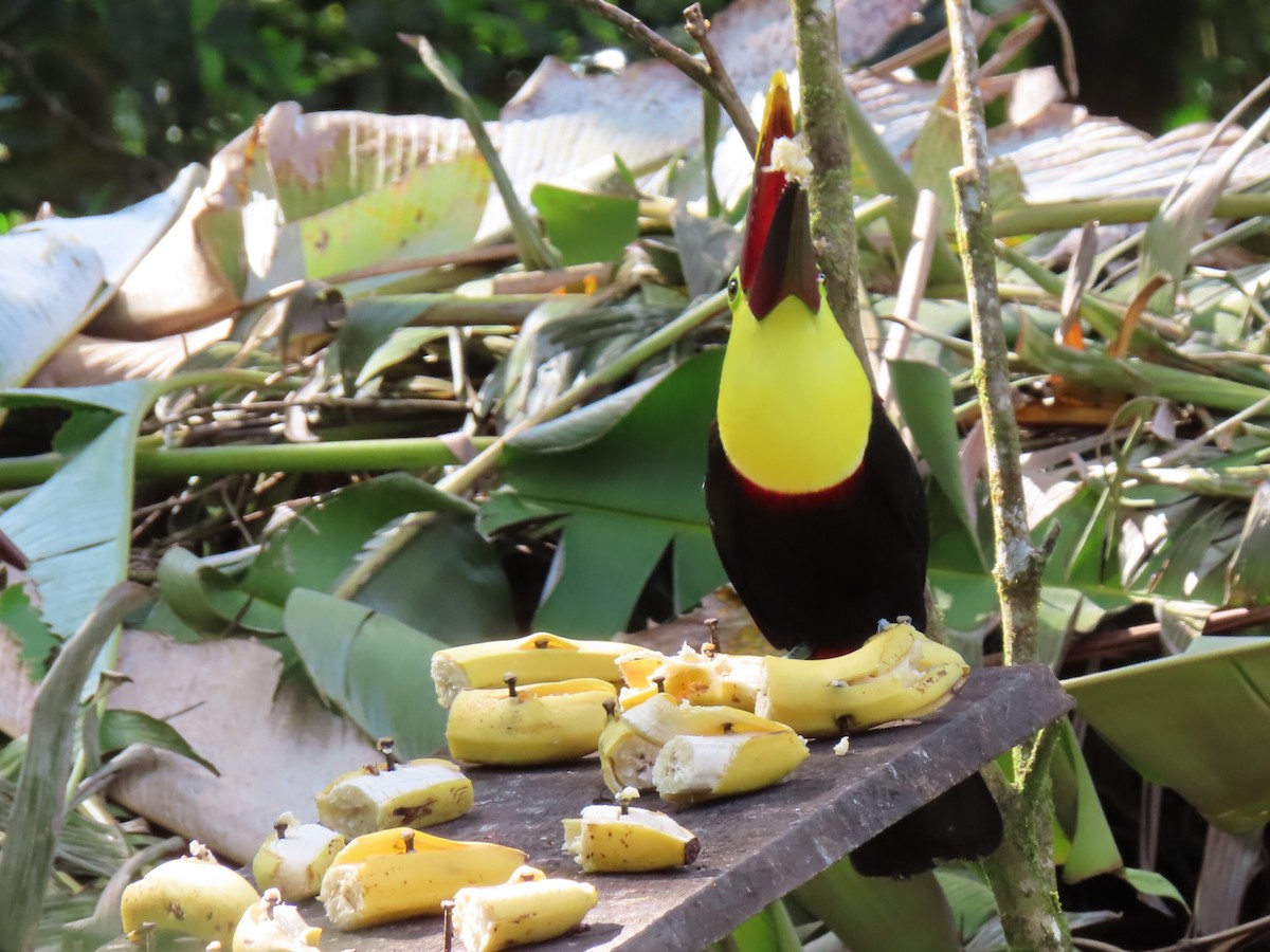 Yellow-throated Toucan - Diane Wong-Kone