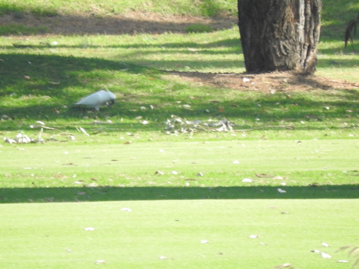 Sulphur-crested Cockatoo - Archer Callaway