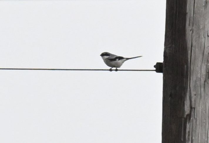 Loggerhead Shrike - Andy Reago &  Chrissy McClarren