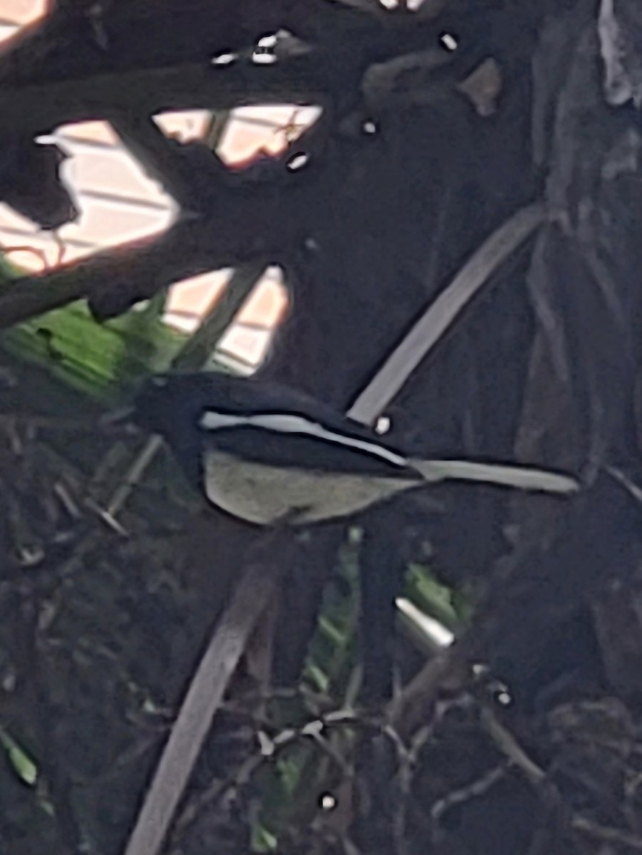 Oriental Magpie-Robin - Evelyn Huang