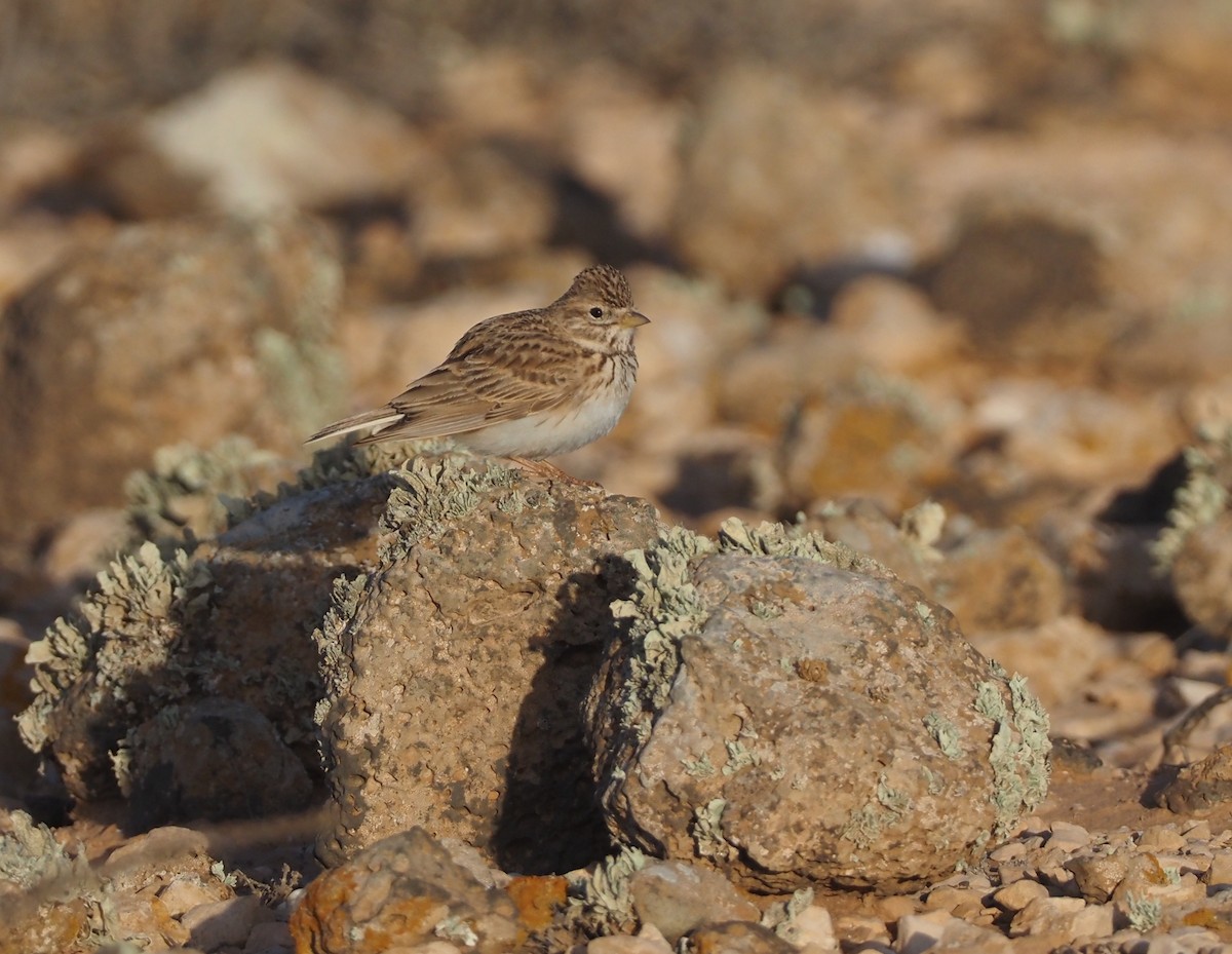 Mediterranean Short-toed Lark - Stephan Lorenz