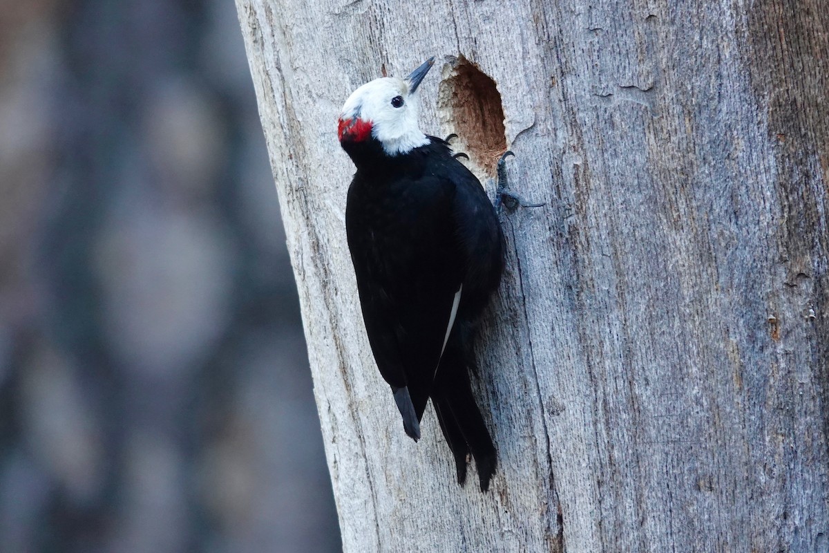 White-headed Woodpecker - vijay t