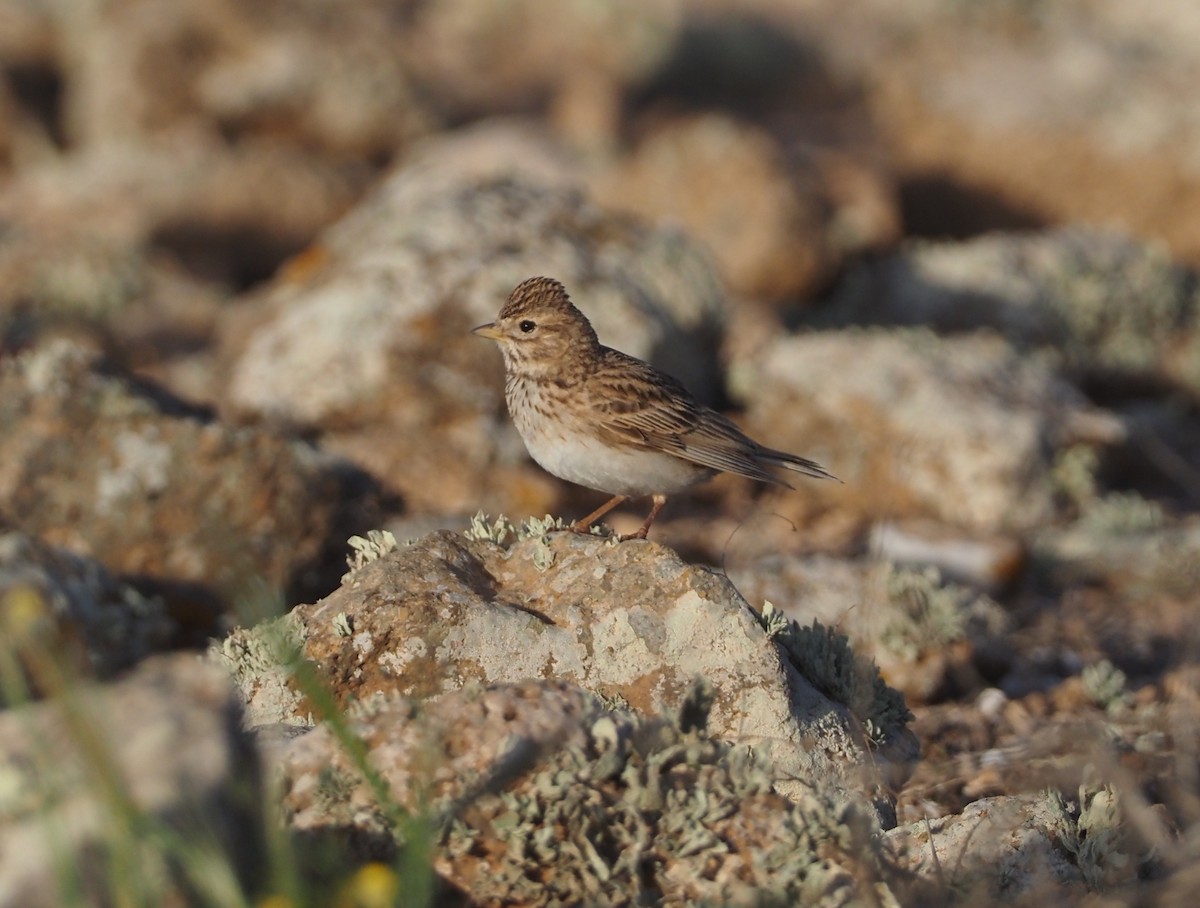 Mediterranean Short-toed Lark - Stephan Lorenz