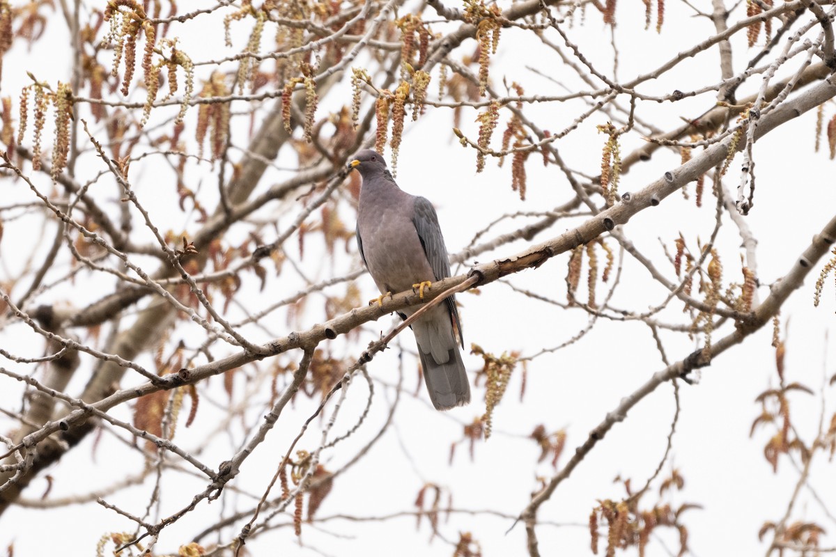 Band-tailed Pigeon - ML618137039