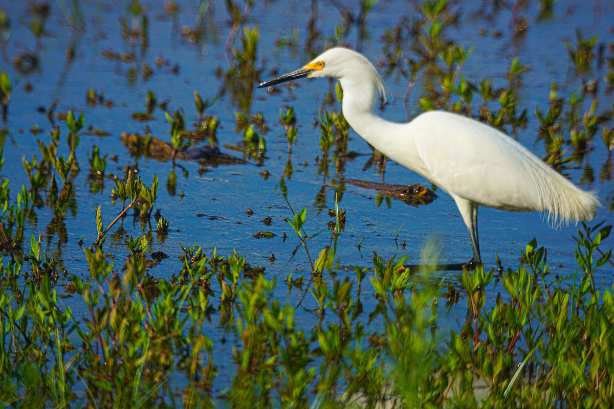 Snowy Egret - Drake Thomas