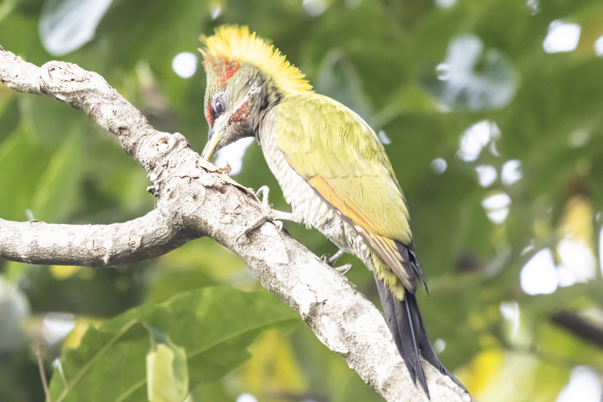 Lesser Yellownape - Dr. Amitava Roy