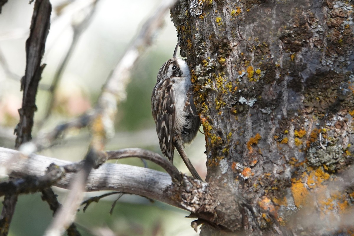 Brown Creeper - vijay t