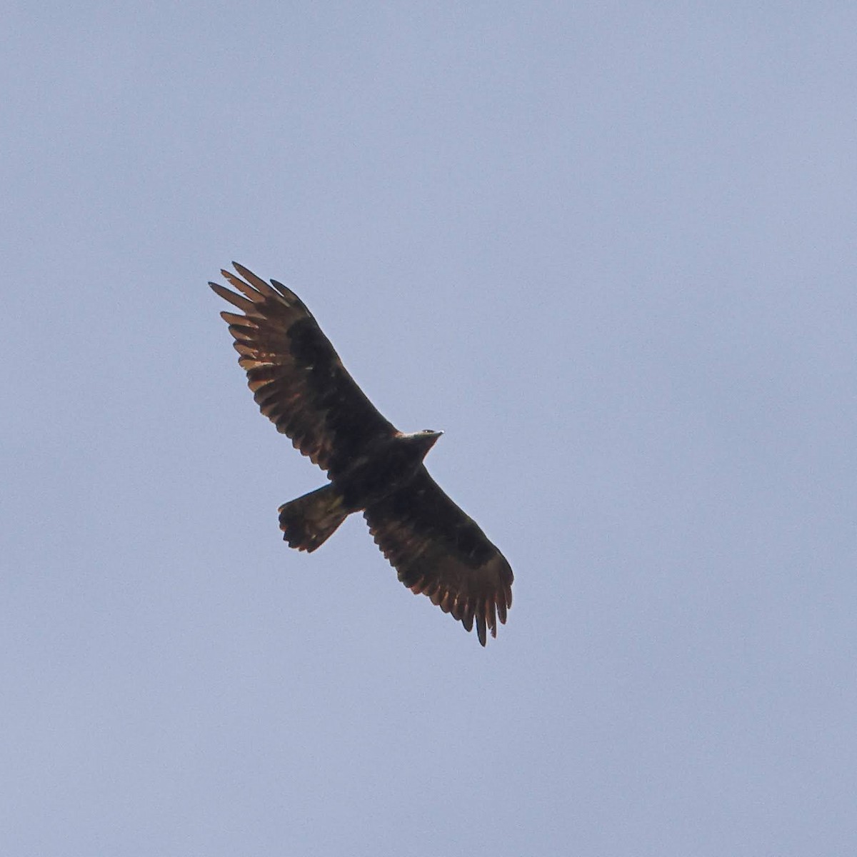 Águila Real - ML618137125