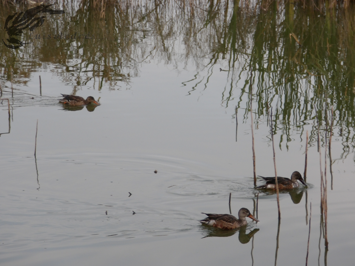 Northern Shoveler - Luis Cuevas Romero