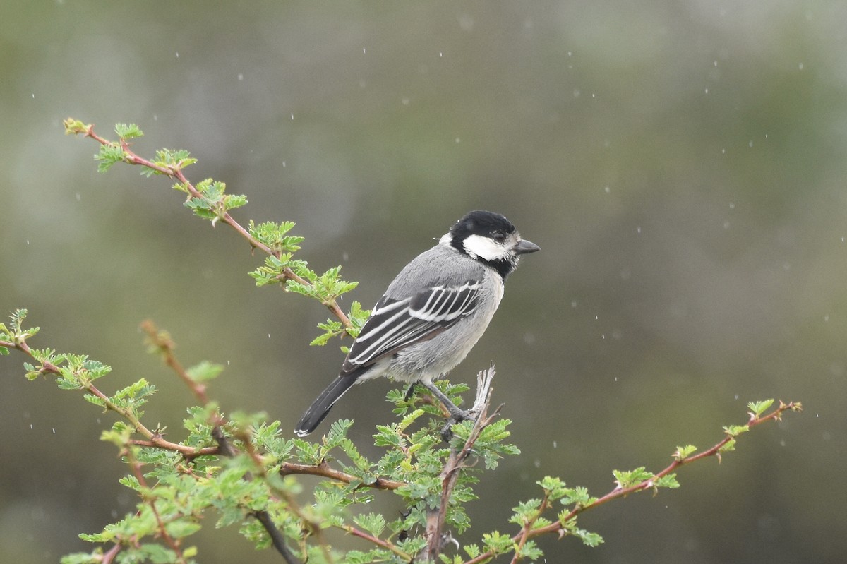 Somali Tit - ML618137128