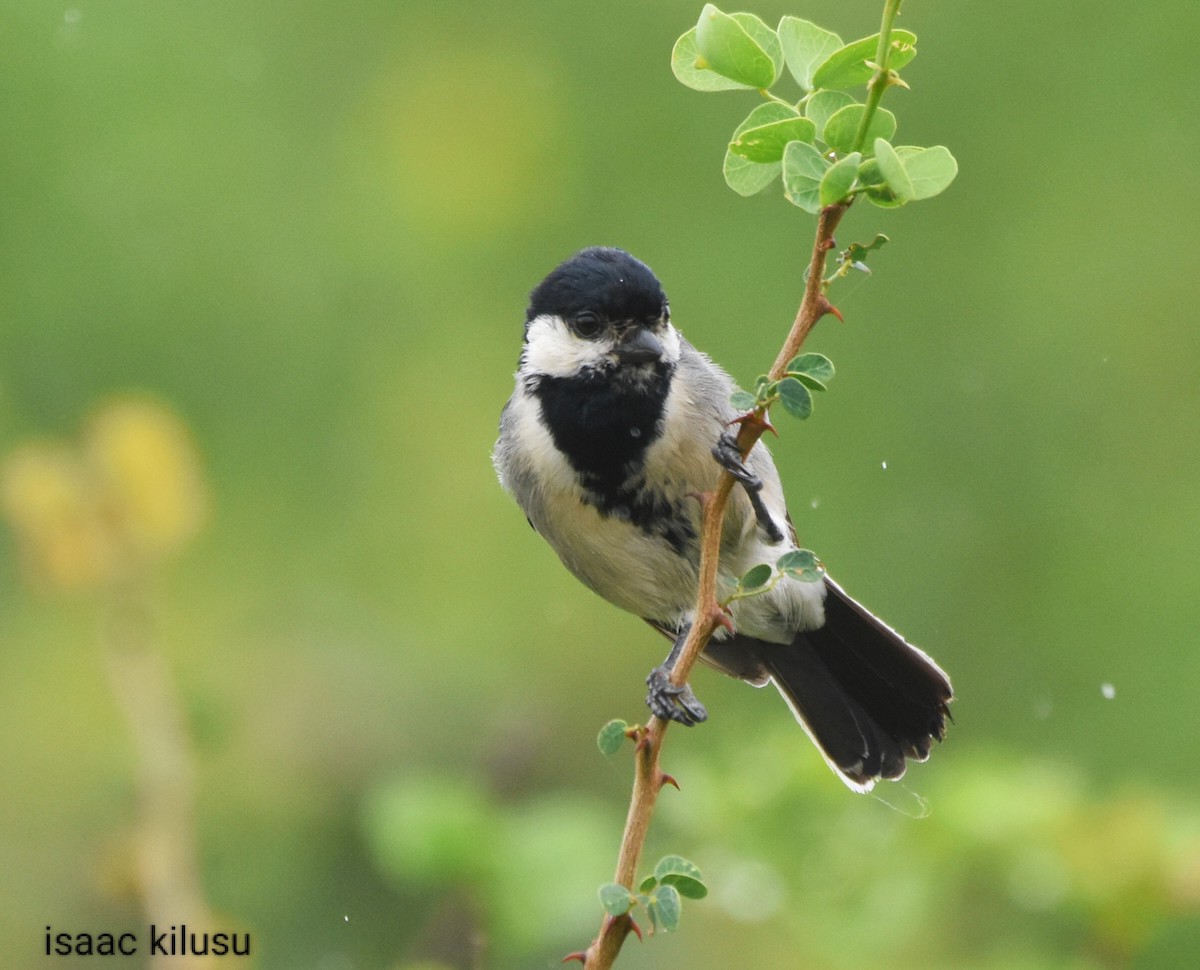 Somali Tit - ML618137130