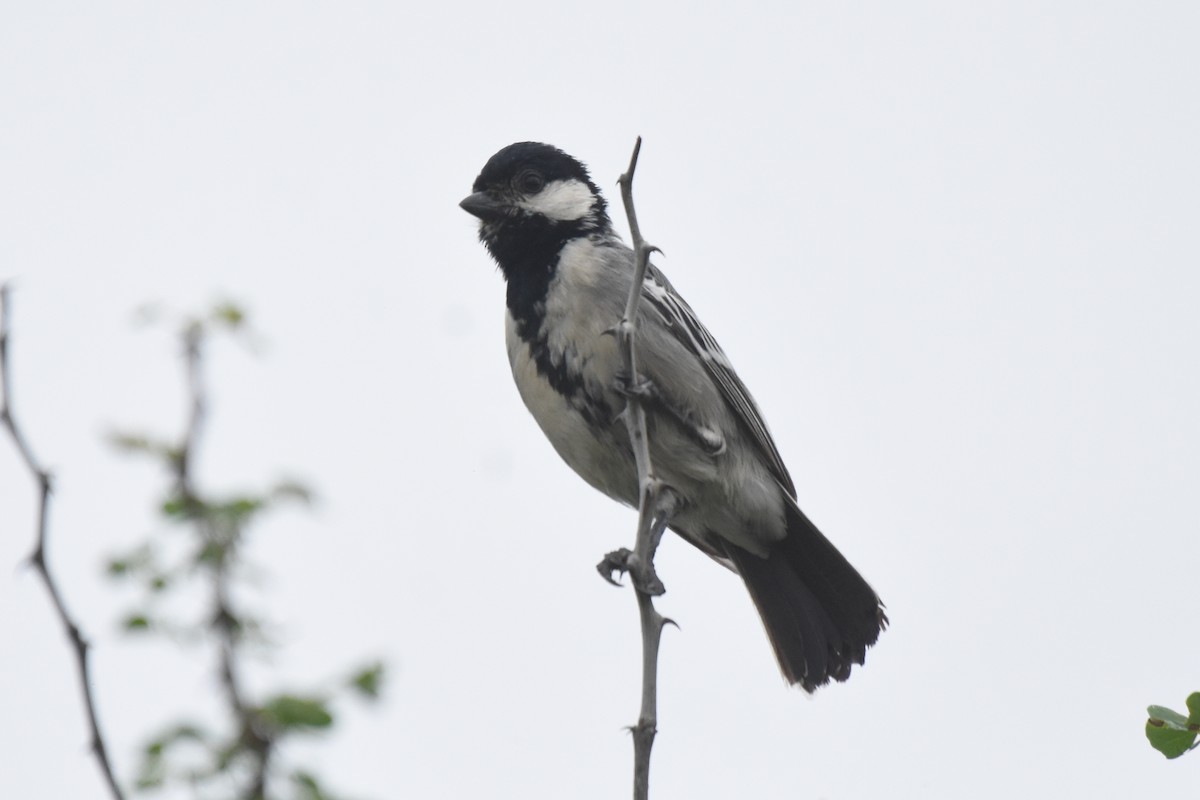 Somali Tit - isaac kilusu