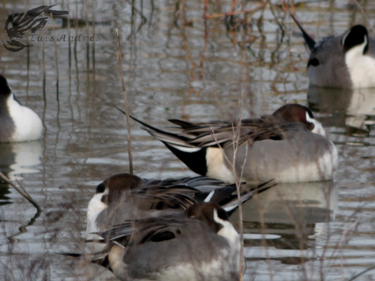 Northern Pintail - Luis Cuevas Romero