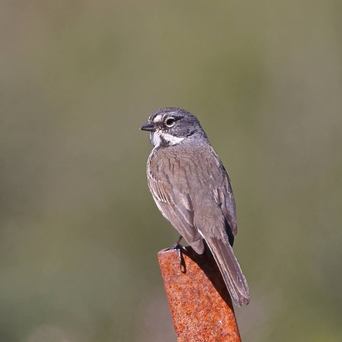 Bell's Sparrow - Keith Leland