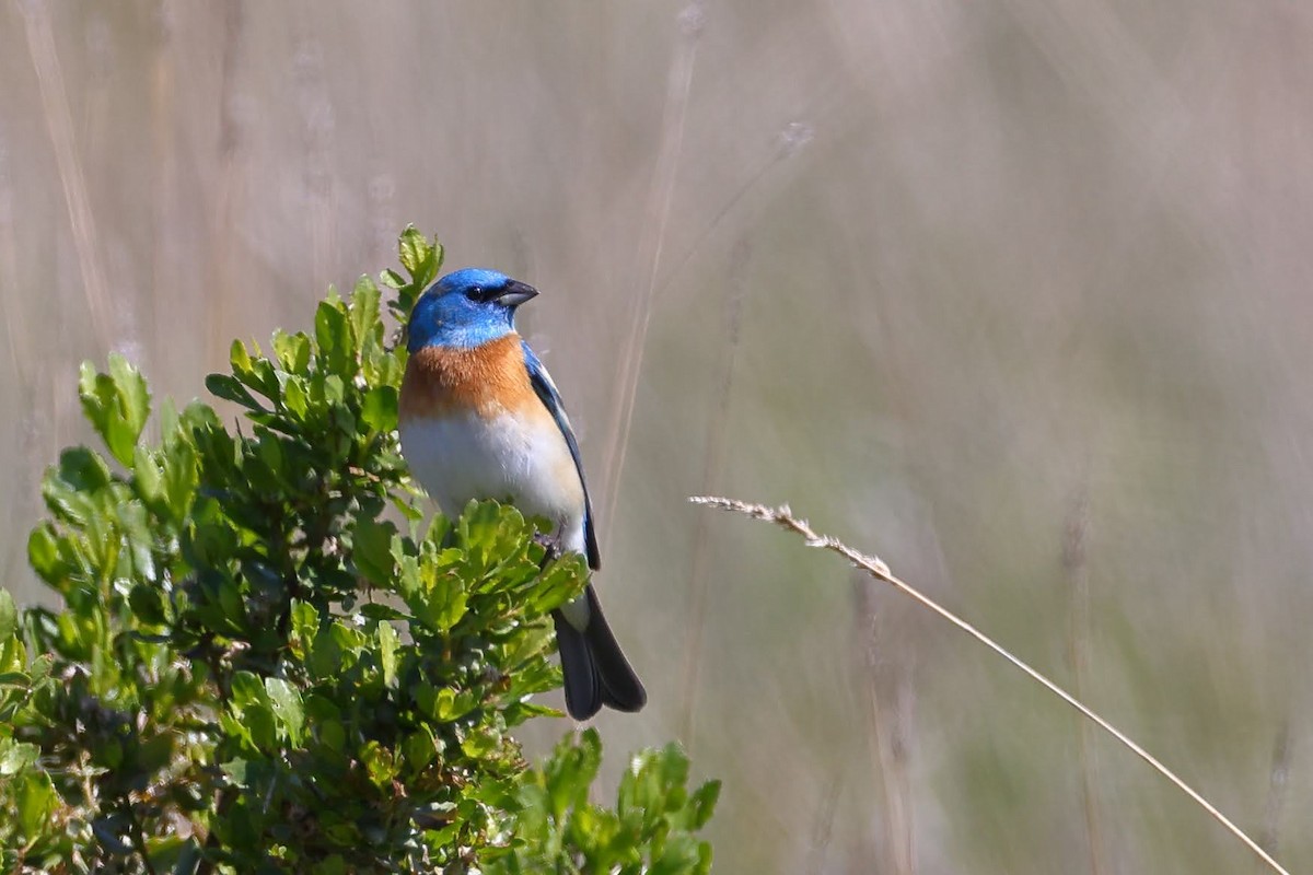 Lazuli Bunting - Keith Leland