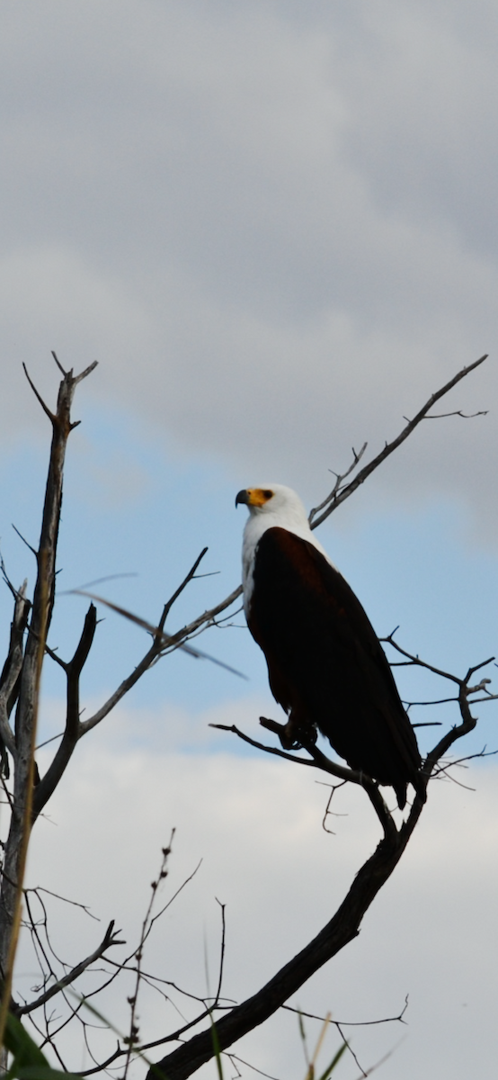 African Fish-Eagle - Michael Self