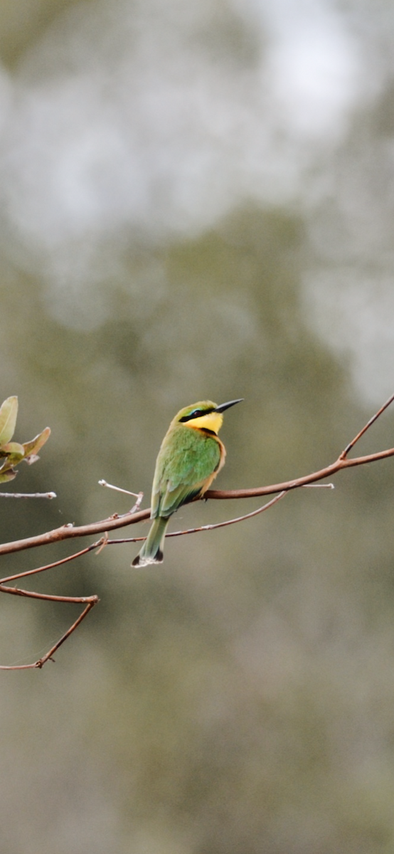 Little Bee-eater - Michael Self