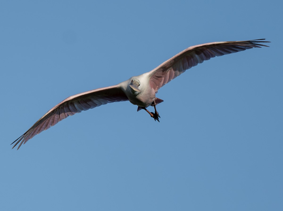 Roseate Spoonbill - ML618137211