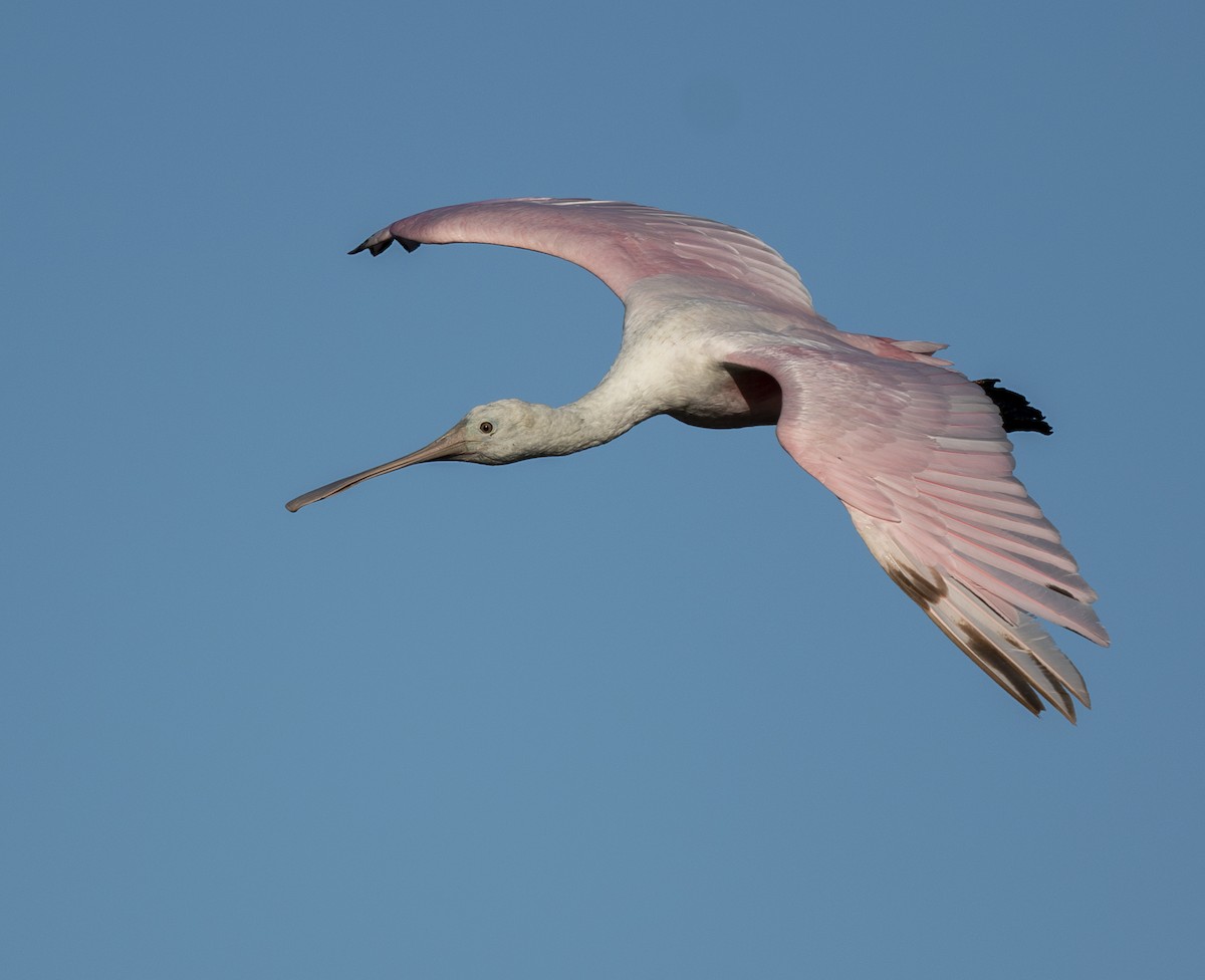 Roseate Spoonbill - ML618137212