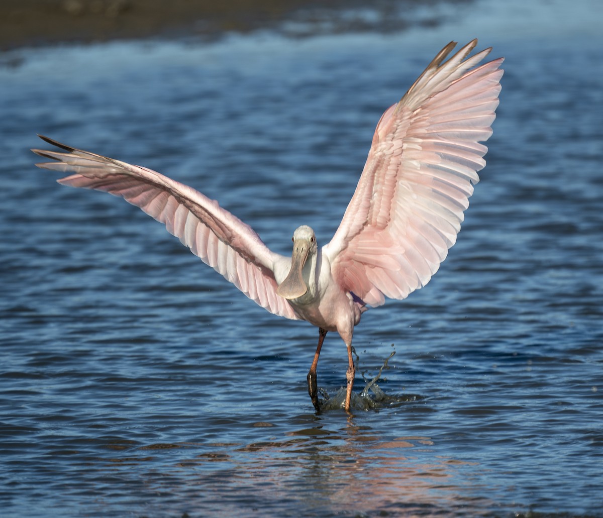 Roseate Spoonbill - ML618137213