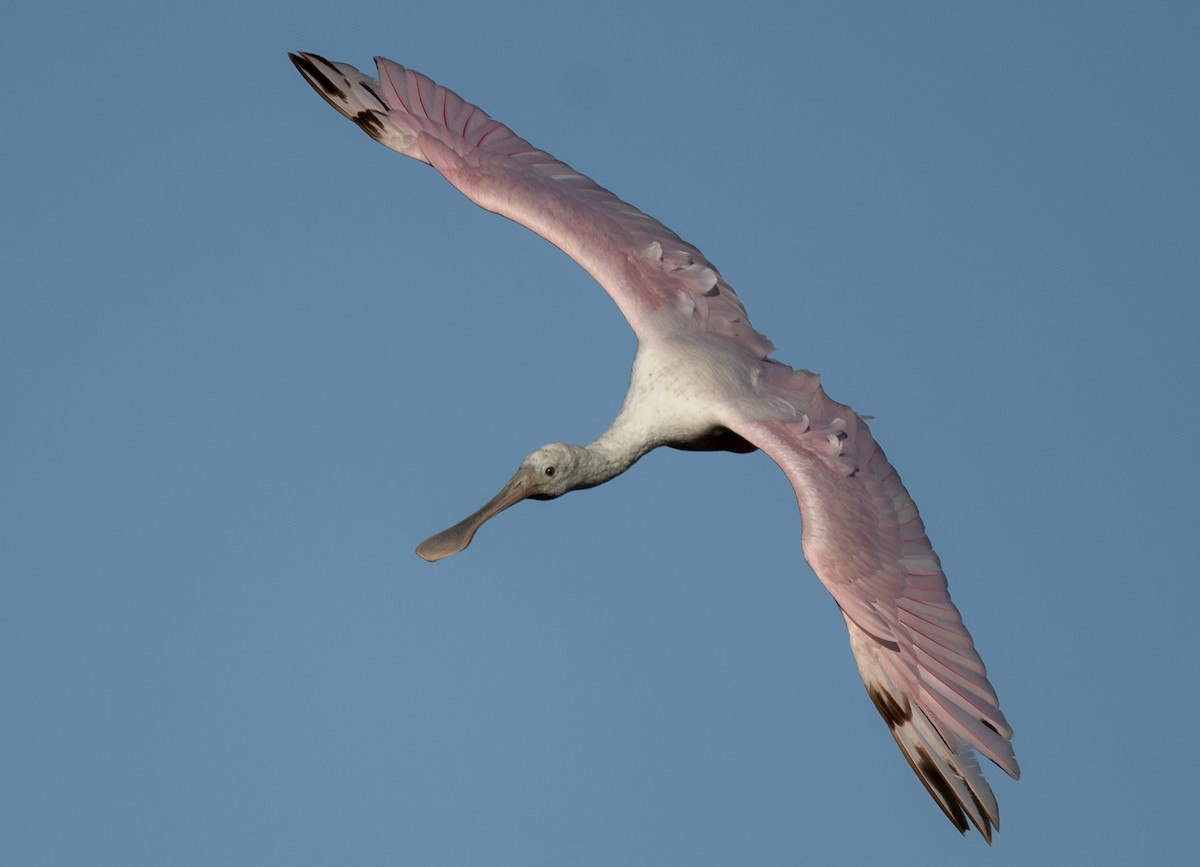 Roseate Spoonbill - Linda Gal