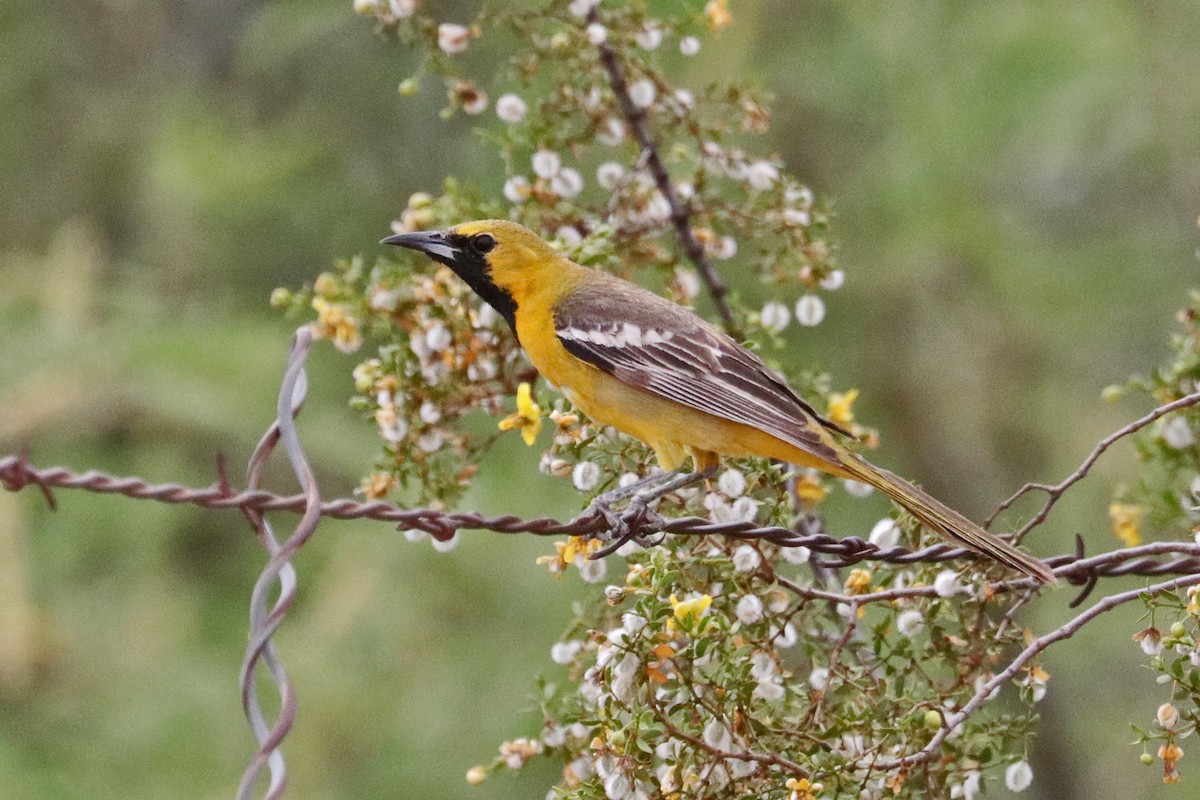 Hooded Oriole (nelsoni Group) - ML618137217