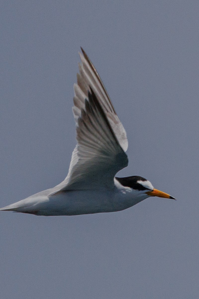 Little Tern - Ng SH