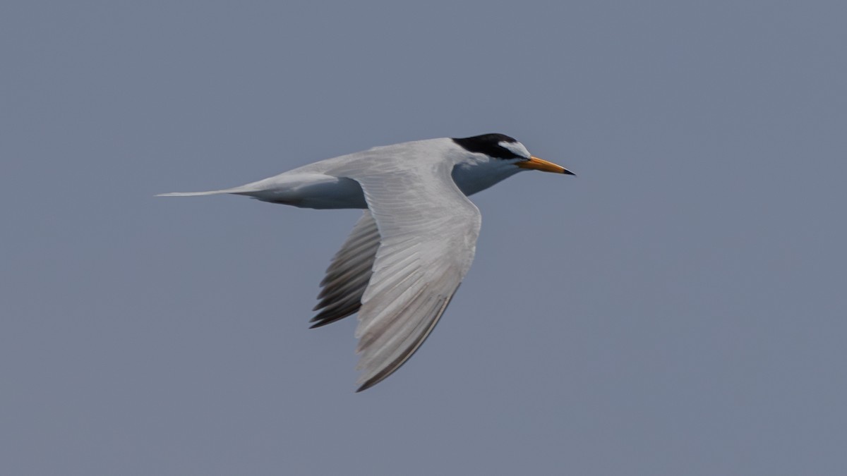 Little Tern - ML618137222