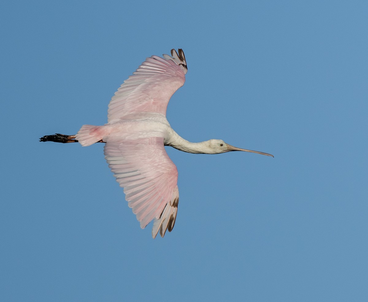 Roseate Spoonbill - ML618137228