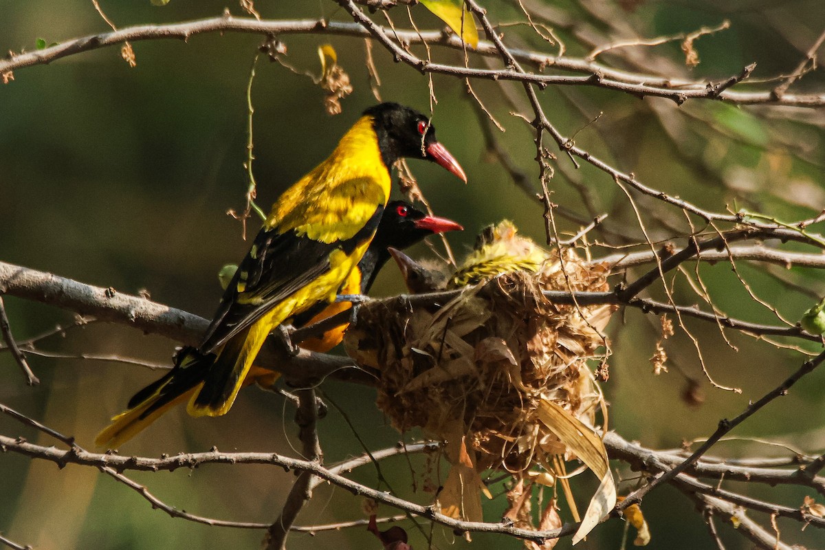 Black-hooded Oriole - Sanjay Gupta