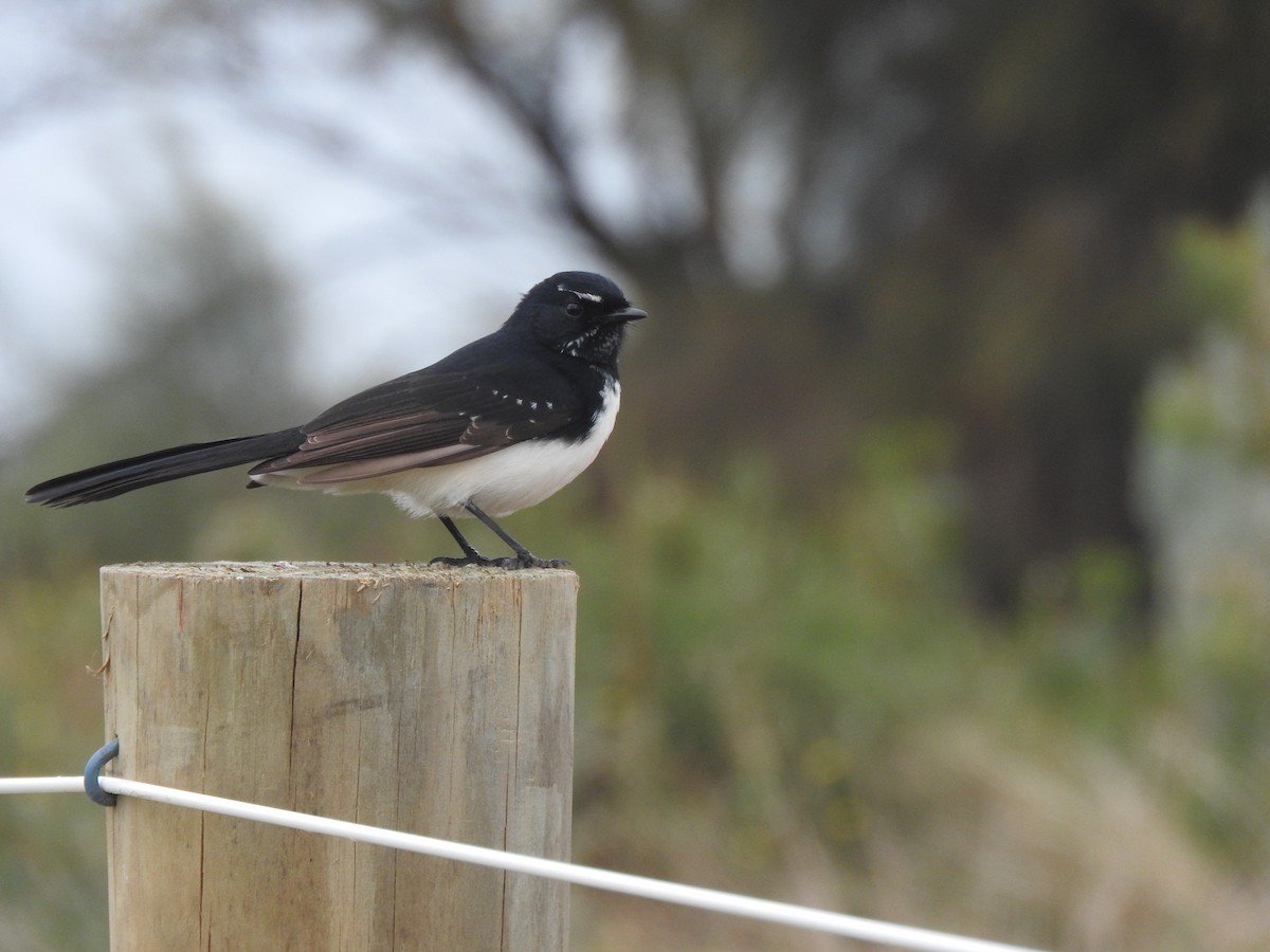 Willie-wagtail - ML618137257